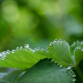 Parelketting by Margo Biewinga