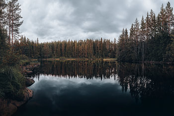 Horizontal Japandi Landscape with a Minimalist Forest Reflection