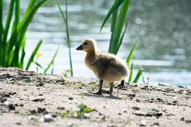oie sur manon vermeulen