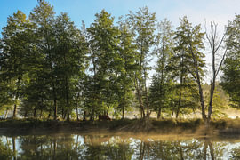 Paysage riverain des lacs de Schwackenreuter avec des bovins des Highlands écossais sur BlattArt - Christine Horn