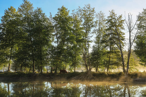 Landscape along the shores of the Schwackenreuter Lakes with Scottish Highland cattle