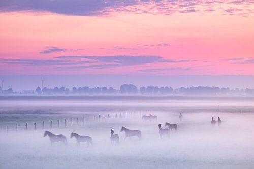 Paarden in ochtendmist