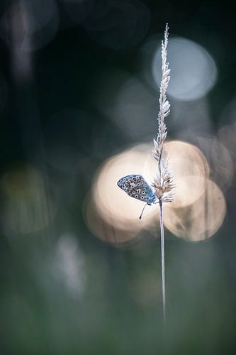 Butterfly in the evening light