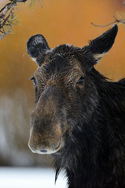 Elch * Alces alces *, Porträt einer Elchkuh von wunderbare Erde