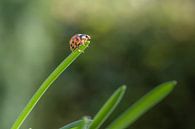 Marienkäfer - capoentje von Moetwil en van Dijk - Fotografie Miniaturansicht