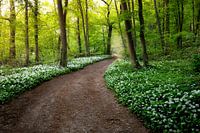 Path of Wild Garlic