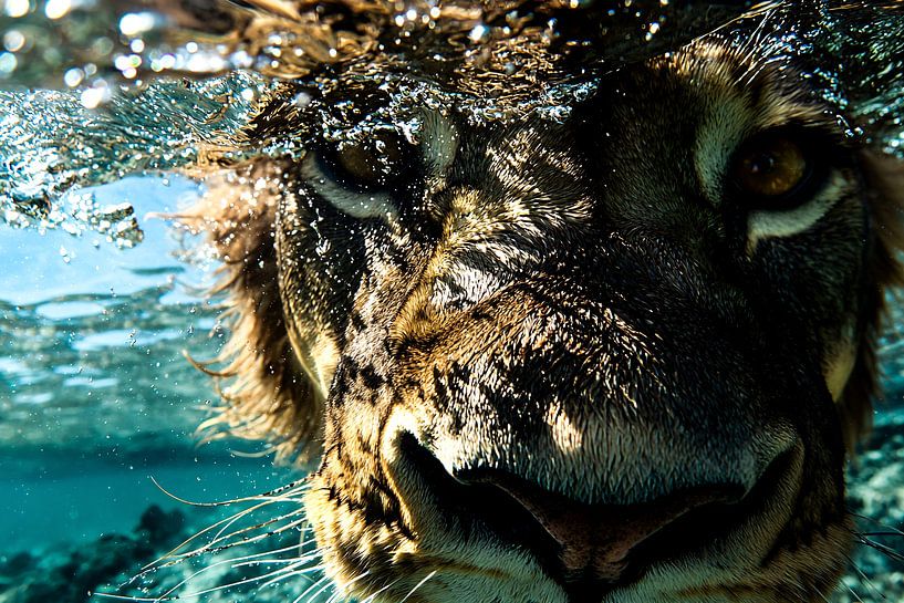 Underwater leopard in action by Art & Soul Creations