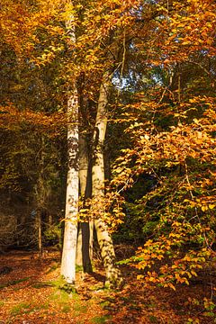 Prachtige herfstkleurige bomen van Horst Husheer