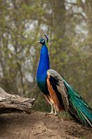 Pfau
