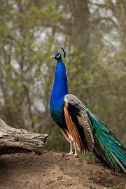 Pfau von Sophie Luther
