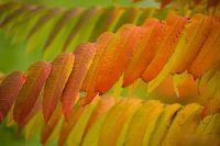 Herfst