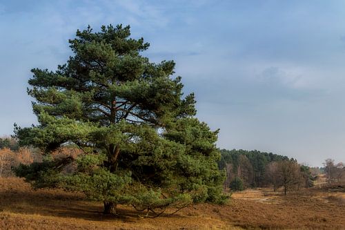 Boom in heide landschap