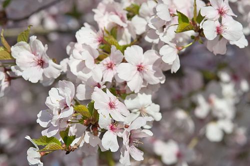 Kleurrijke lente bloesem in het zonnetje