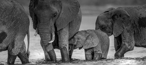 A carefree childhood! by Robert Kok