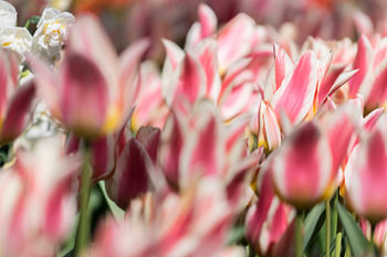 Tulpenveld