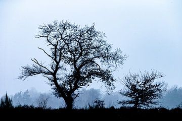 Bäume in der Landschaft, aber in schwarz-weiß