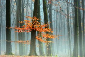 Ces derniers feuilles sur Lars van de Goor