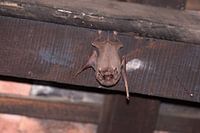 Fledermaus in Vietnam