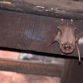 Bat in Vietnam by Mark Veefkind