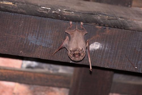 Fledermaus in Vietnam