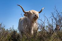 Schotse hooglander