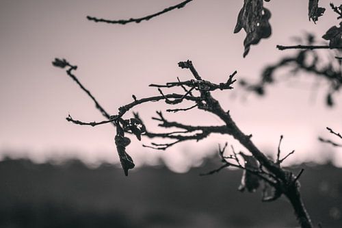 Leaf Art Macro Photography Black and White