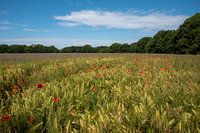 Poppies in a field with corn