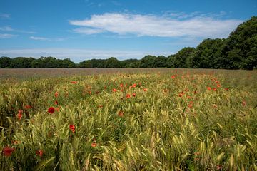 Poppies in a field with corn