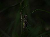 Grasshopper par Wendy Drent Aperçu