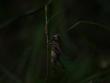 Grasshopper by Wendy Drent