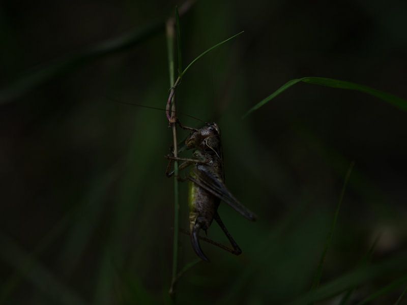 Grasshopper par Wendy Drent