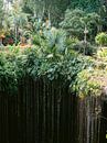 Cenote I Kil | Photographie de voyage dans le Yucatan, Mexique par Raisa Zwart Aperçu