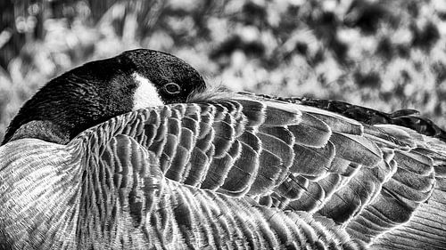 Zwart-Wit Fotografie...close-up