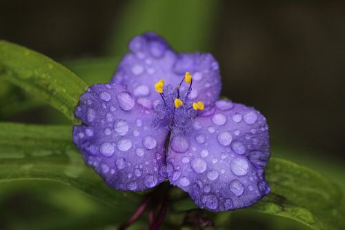 Blau/lila Blume mit Regentropfen