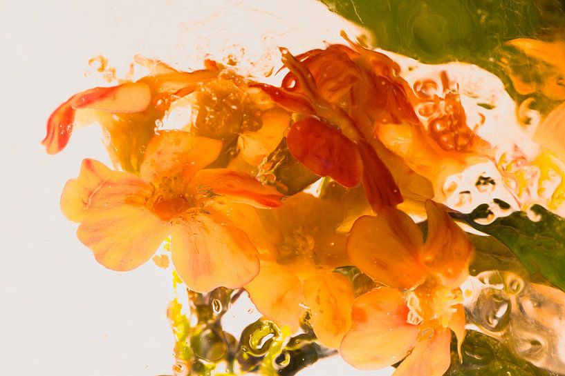 Euphorbia in Eis 1 von Marc Heiligenstein