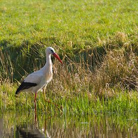 stork in summer landscape by Stobbe; stiltegrafie