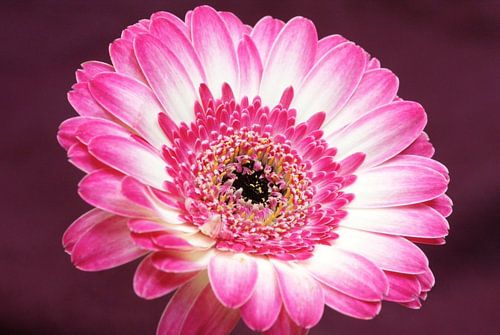 Pink gerbera 2