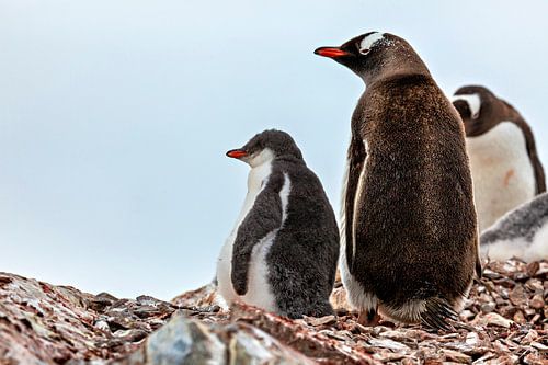 Die Eselspinguine der Antarktis