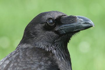 Raaf (Corvus corax) van Ronald Pol