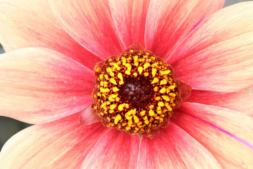 Flower, dahlia by Karin van der Schenk