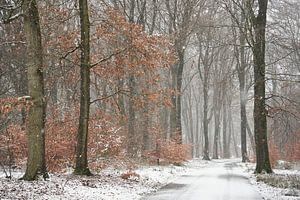 Schneeschauer im Wald