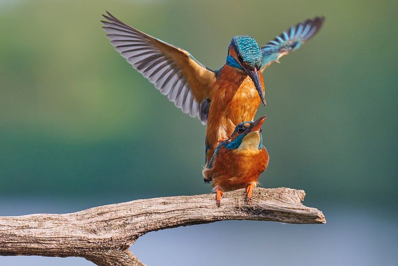Kingfisher - Mating for the second round by Kingfisher.photo - Corné van Oosterhout