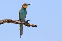 Rainbow bee-eater