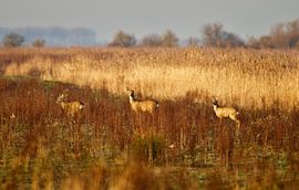 Tolles Paar von Sven Zoeteman