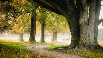 Ochtendstond van Richard Kamphuis