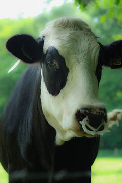 Een hollandse koe/A dutch cow by Nicolle Rietman