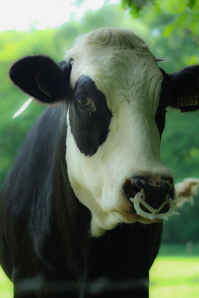 Een hollandse koe/A dutch cow van Nicolle Rietman