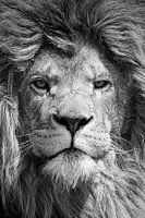 Black and white portrait of a powerful male lion