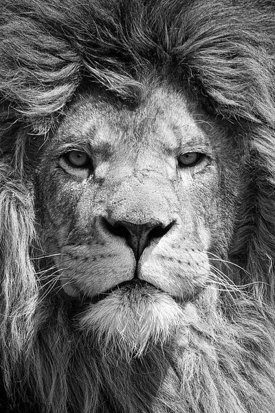 Portrait en noir et blanc d'un puissant lion mâle par Bas Meelker