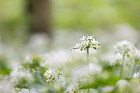 Flowers in bloom